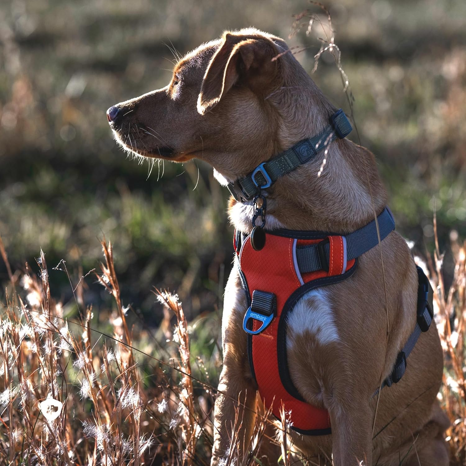 Embark Adventure Small Dog Harness – No-Pull, Reflective Trim, Military-Grade Nylon, Front Clip with Gel-Lined Handle - Image 2